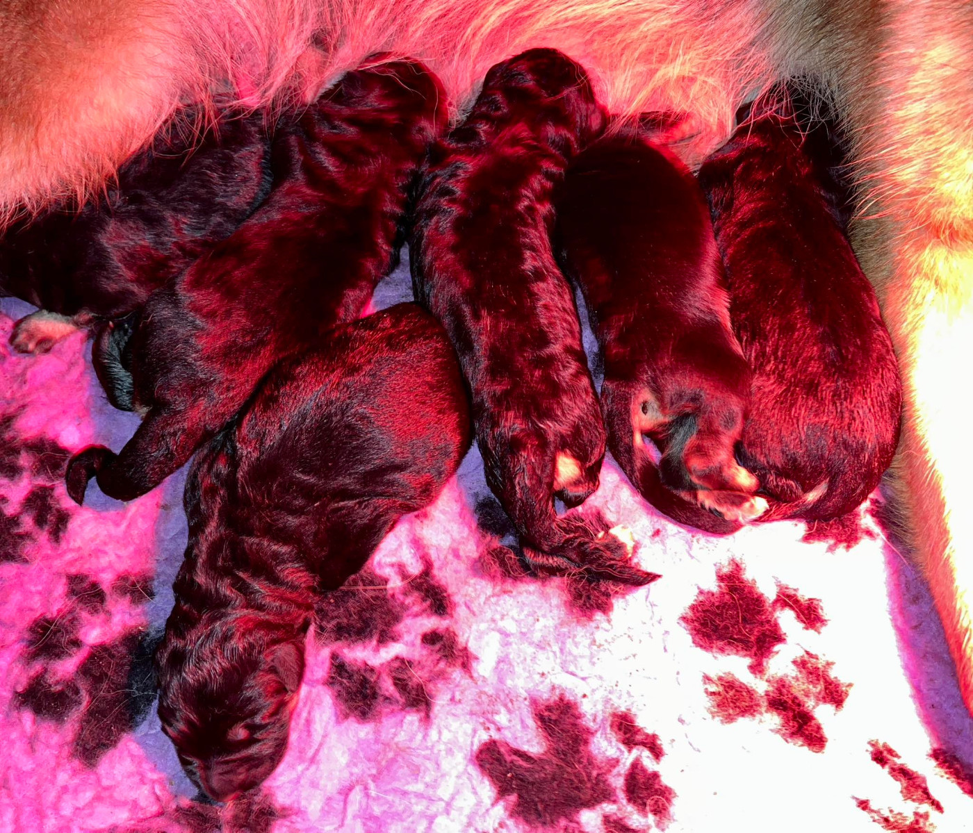 Du Montgison - Berger Allemand - Portée née le 24/01/2026