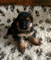 CHIOT