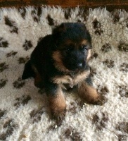 CHIOT