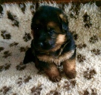 CHIOT